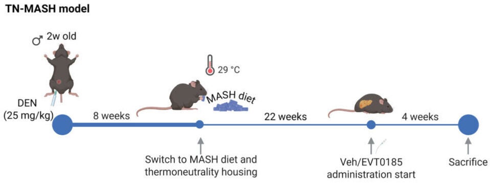 EVT0185 reduces MASH and insulin resistance in two thermoneutral MASH mouse models