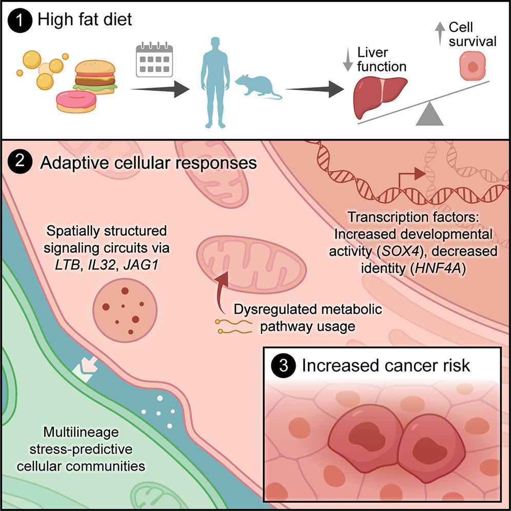 Graphical abstract. Through cross-species longitudinal single-cell multi-omics, researchers show that ongoing stress drives prognostic developmental and cancer-associated programs in non-transformed hepatocytes while reducing their mature functional identity.