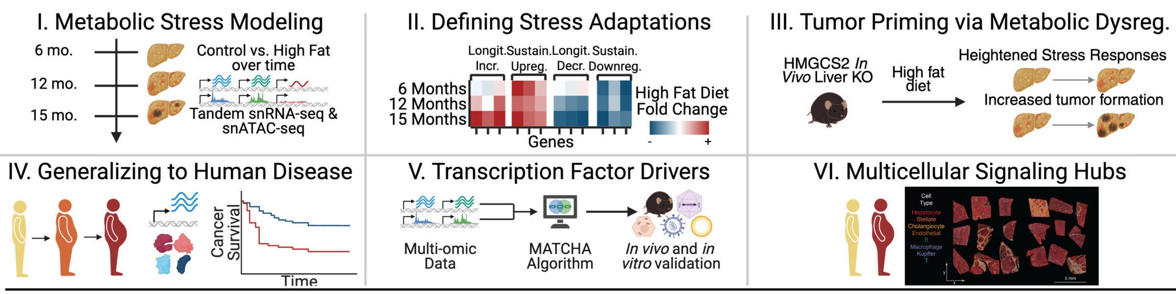 Dynamic responses of hepatocytes undergoing chronic metabolic stress. Study schematic.