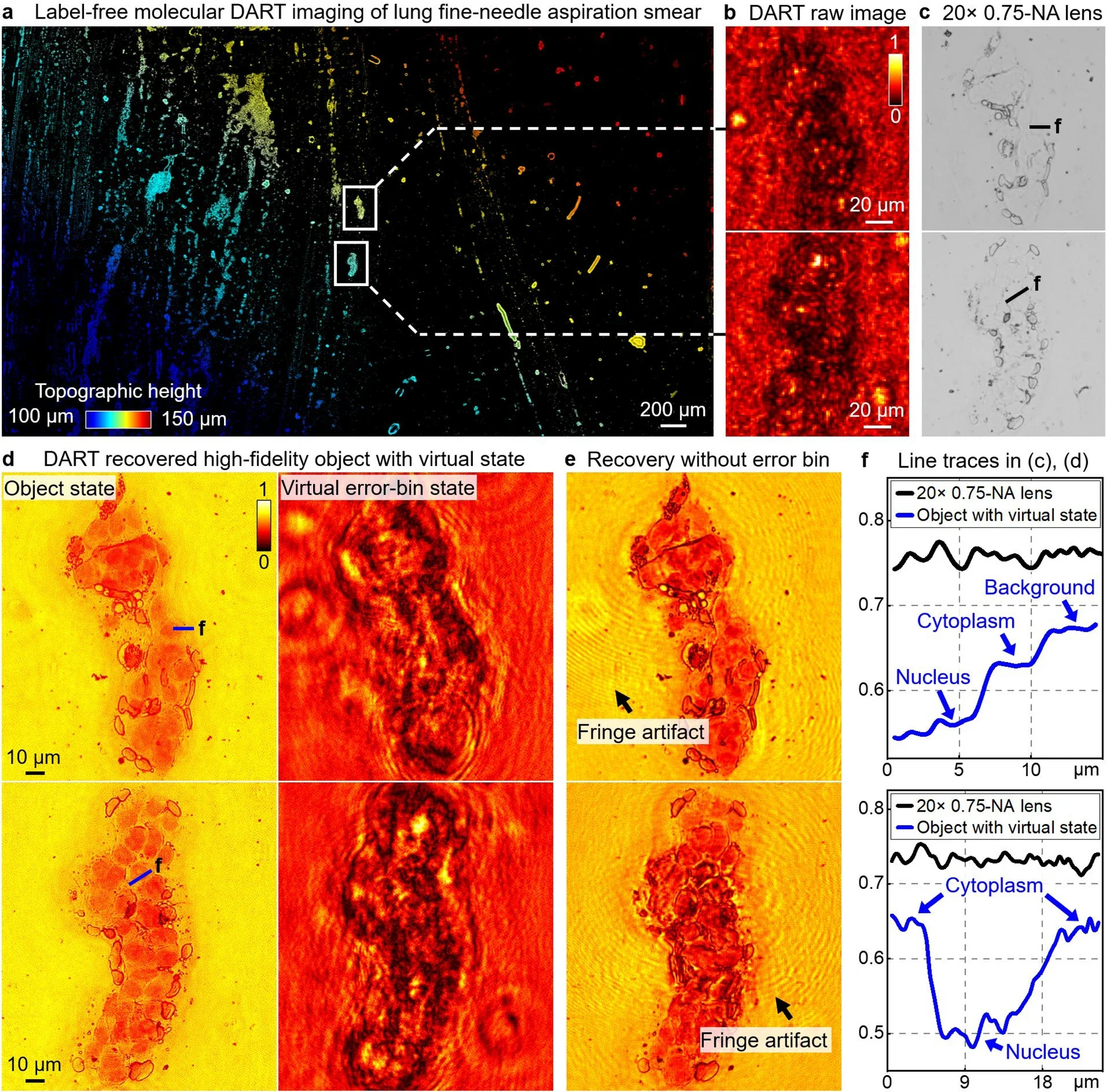 High-fidelity mesoscale DART imaging of unstained cytopathology sample with virtual state correction.