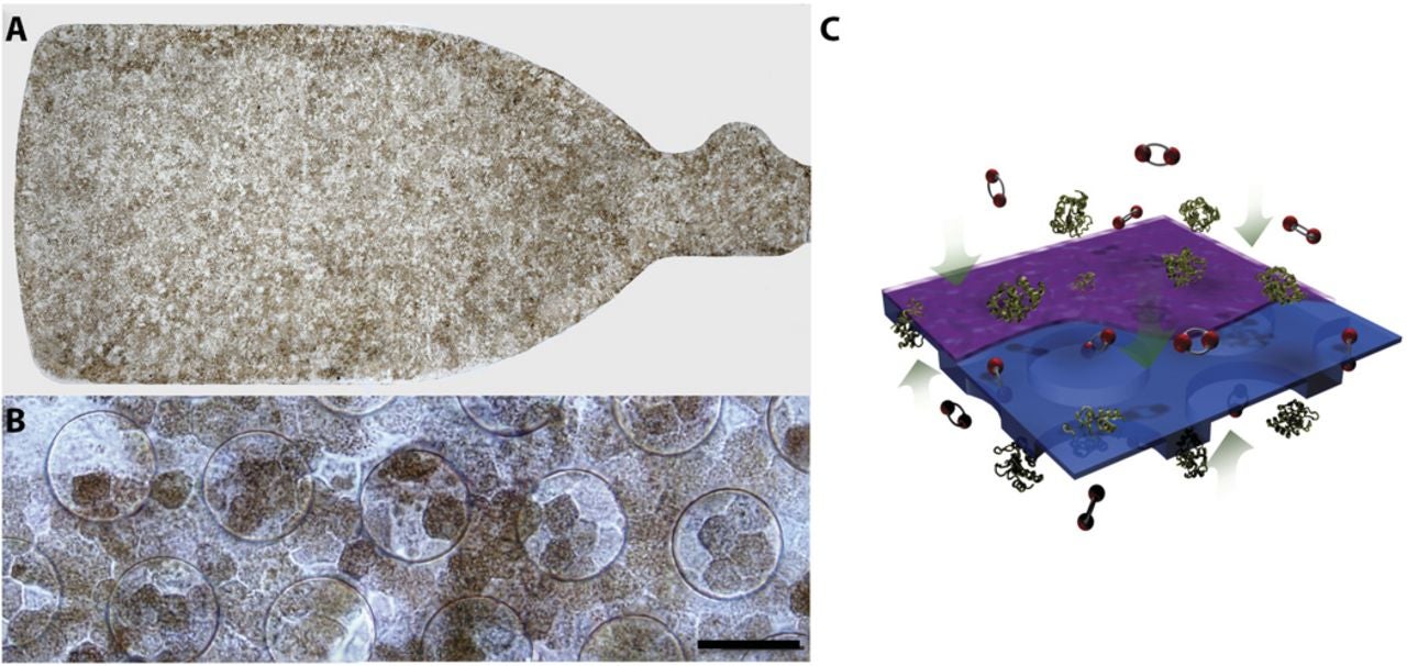 CPCB-RPE1 investigational implant. Schematic of the synthetic parylene substrate for human embryonic stem cell–derived RPE (hESC-RPE).