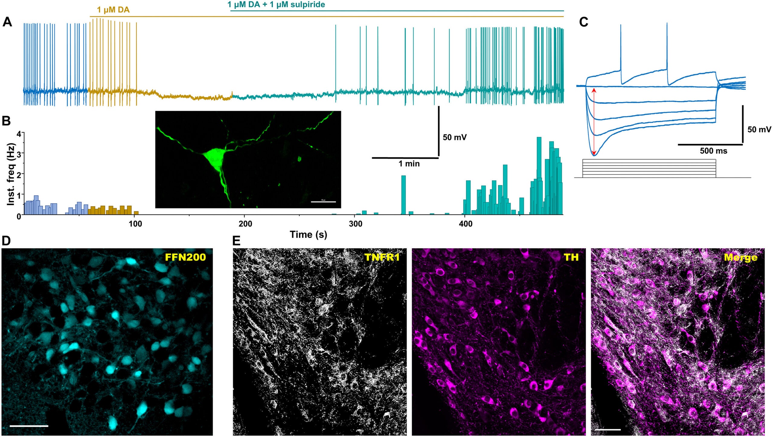 Identification of dopamine neurons in the VTA.