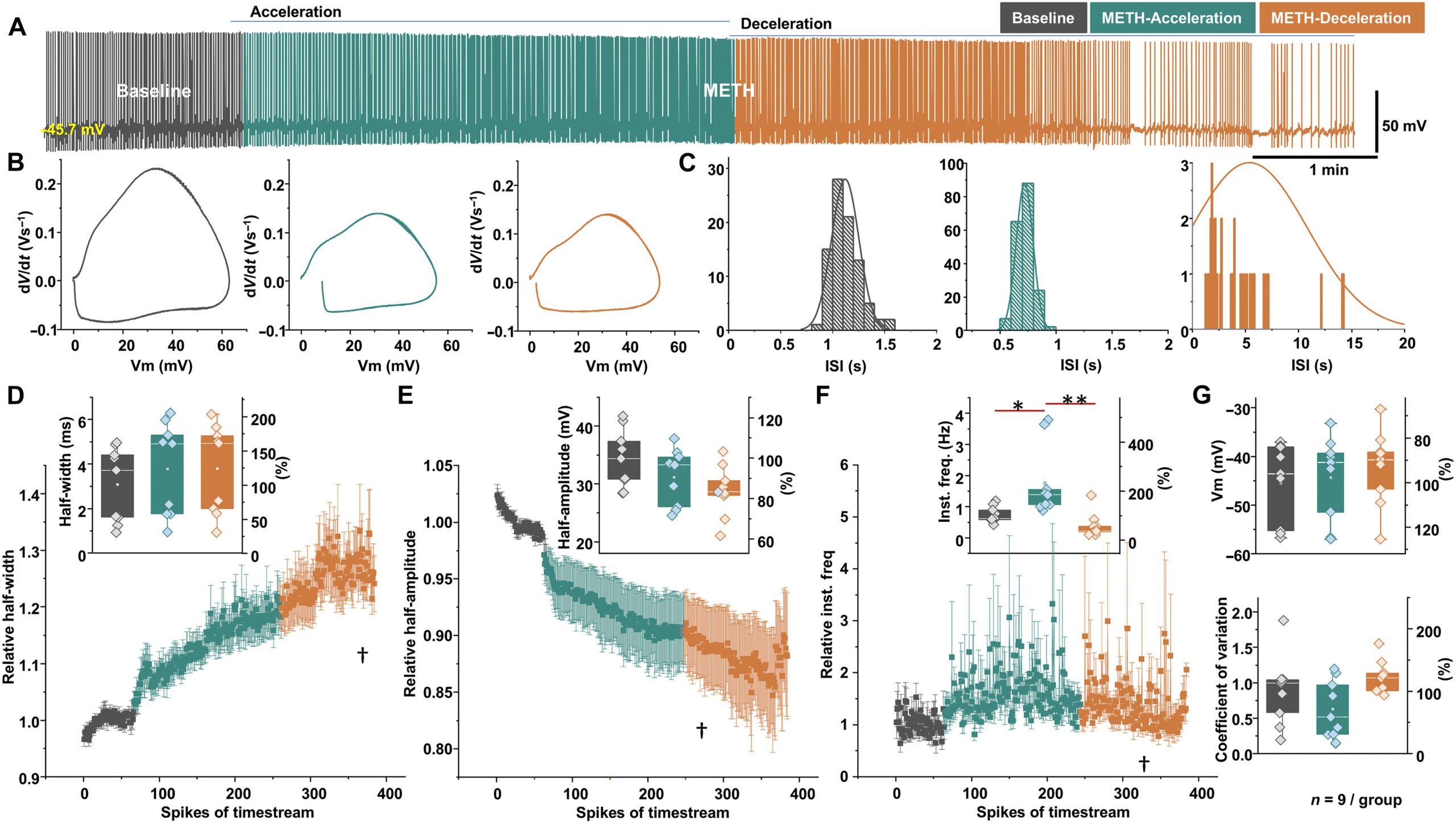 METH induced a biphasic effect on the spontaneous firing activity of VTA dopamine neurons.