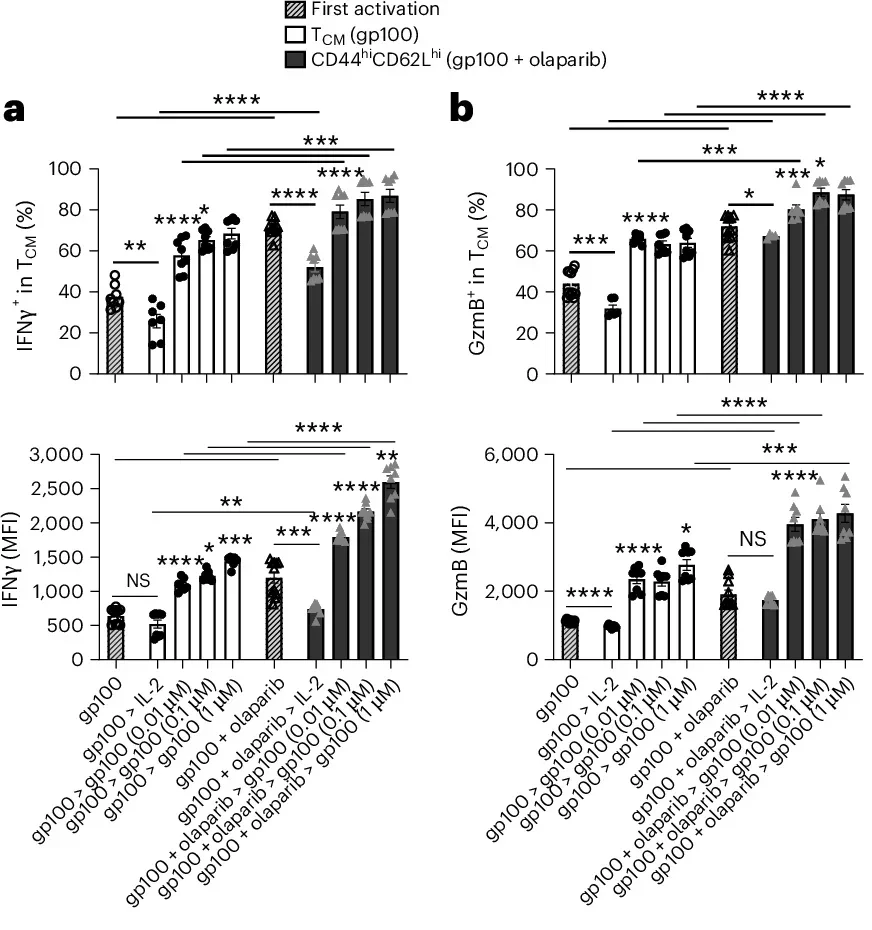 PARP inhibition induces memory CD8+ T cells with enhanced recall capability.