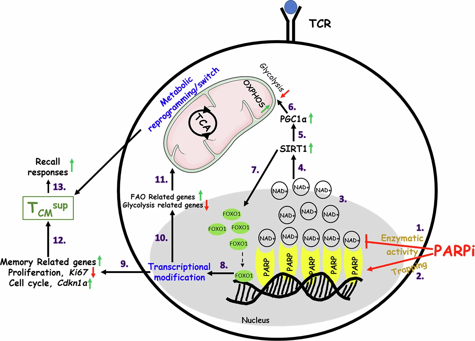 Proposed model for the direct effect of PARP inhibition on CD8+ T cells.
