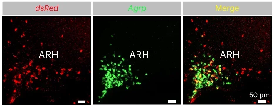The PVH is not directly targeted by Lac-Phe.