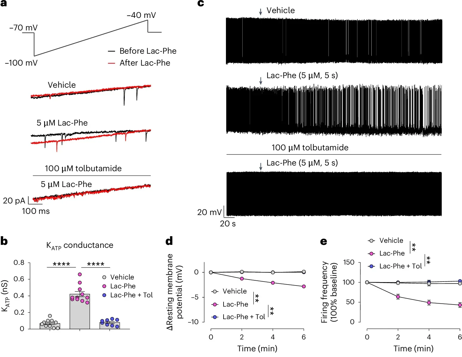 Lac-Phe inhibits AgRP neurons by activating the KATP channel.