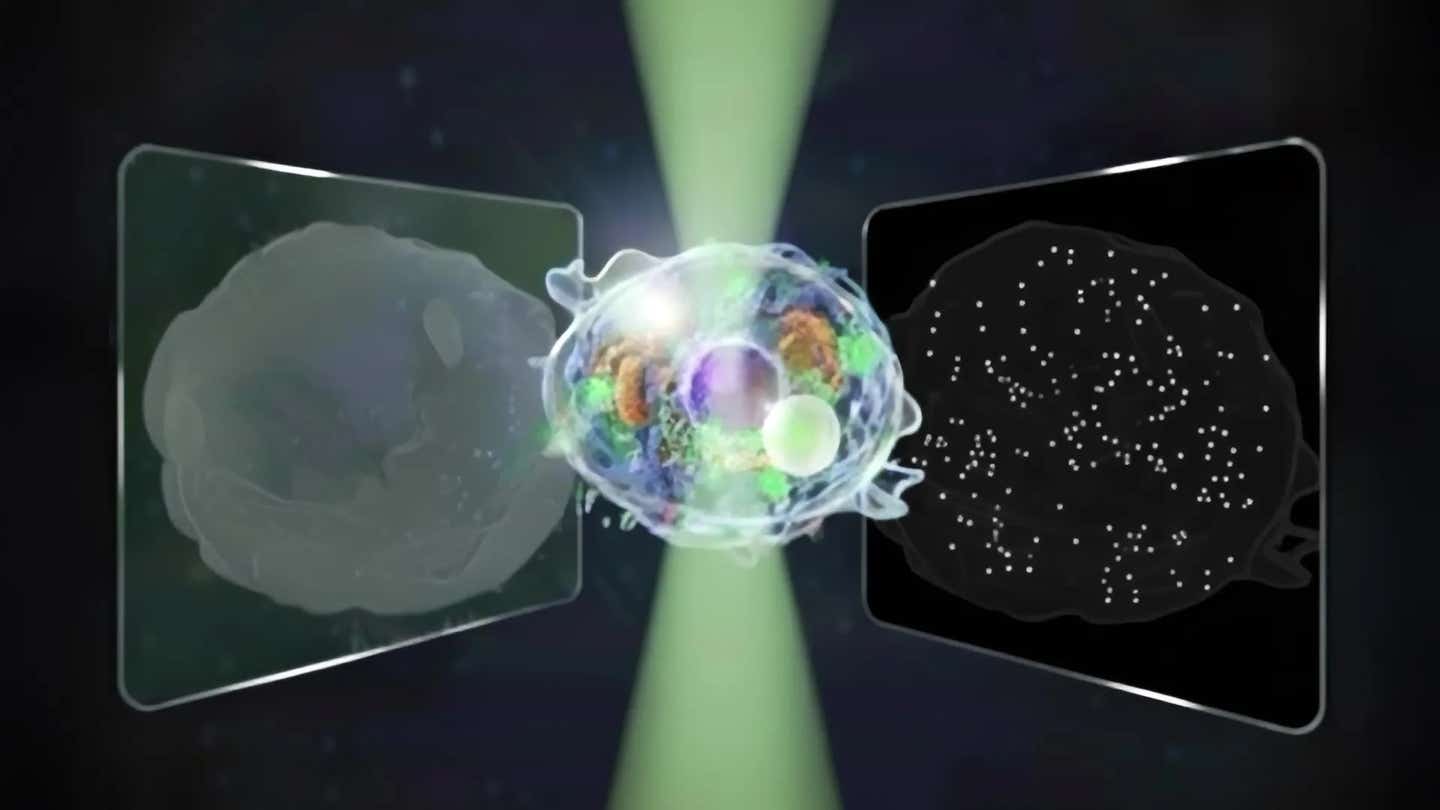 Conceptual illustration of the bidirectional quantitative scattering microscope, which detects both forward and backward scattered light from cells.