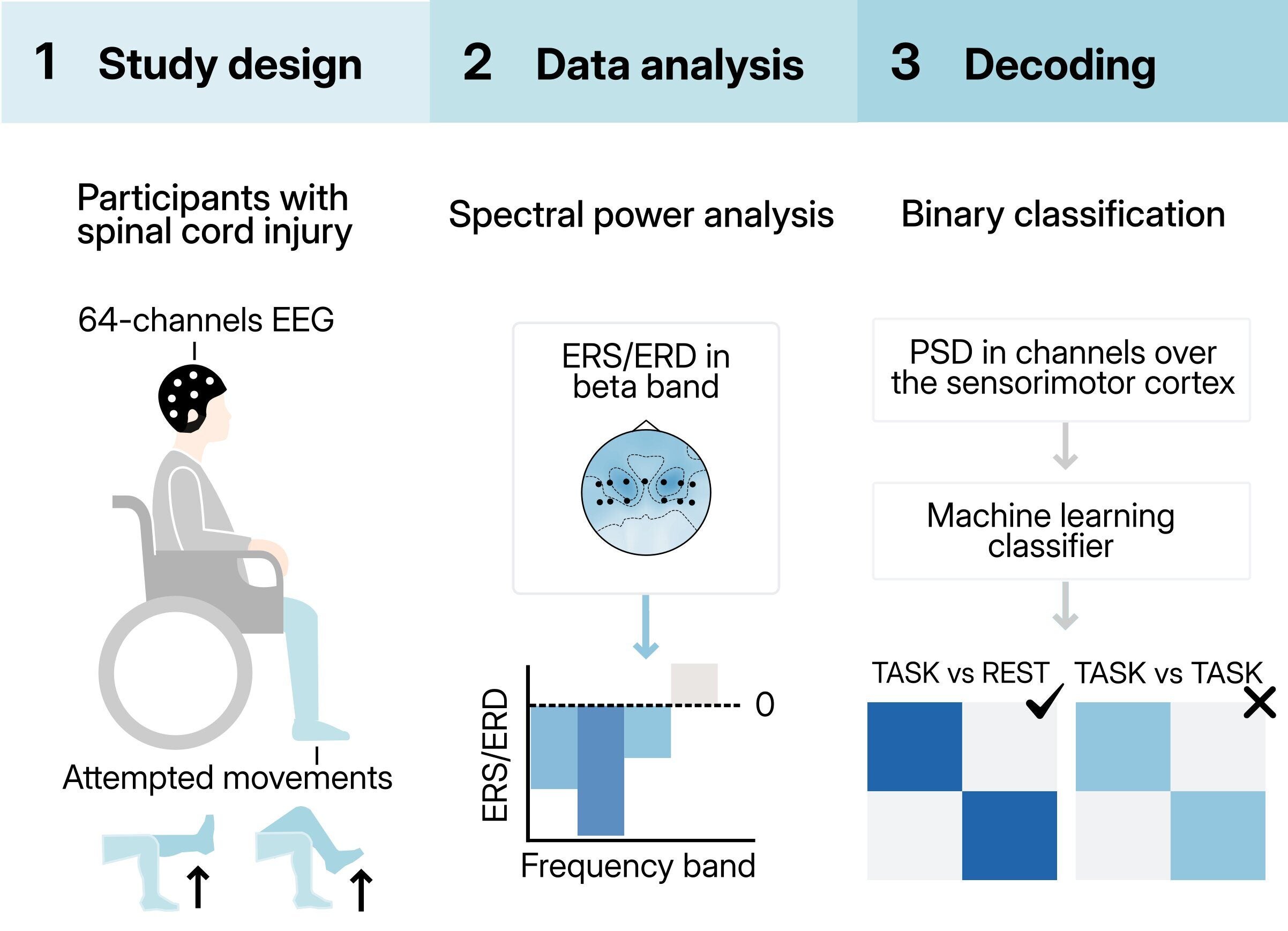 Signals from an EEG monitoring device could be used to send brain signals to a spinal cord stimulator, helping paralyzed patients control their limbs more effectively.