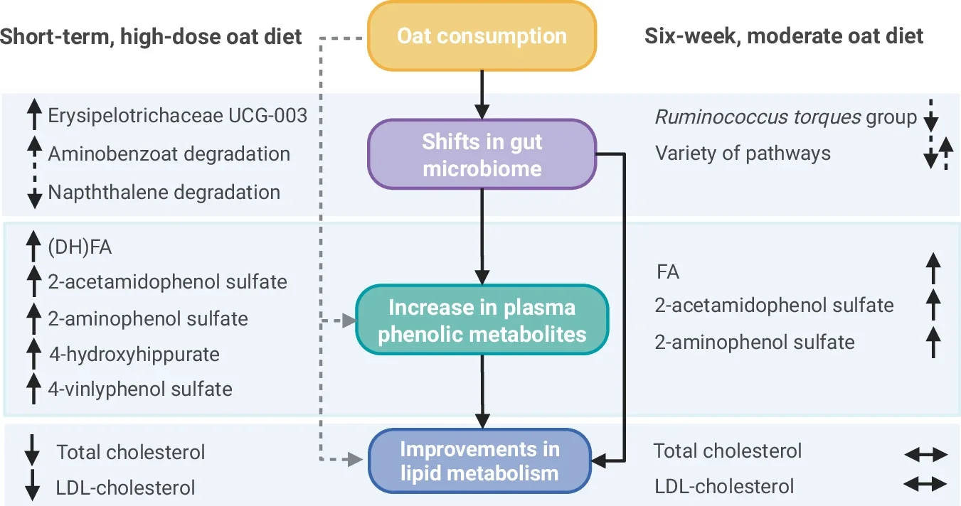 Summary of the key findings: cholesterol-lowering effects of oats by microbially produced phenolic metabolites.