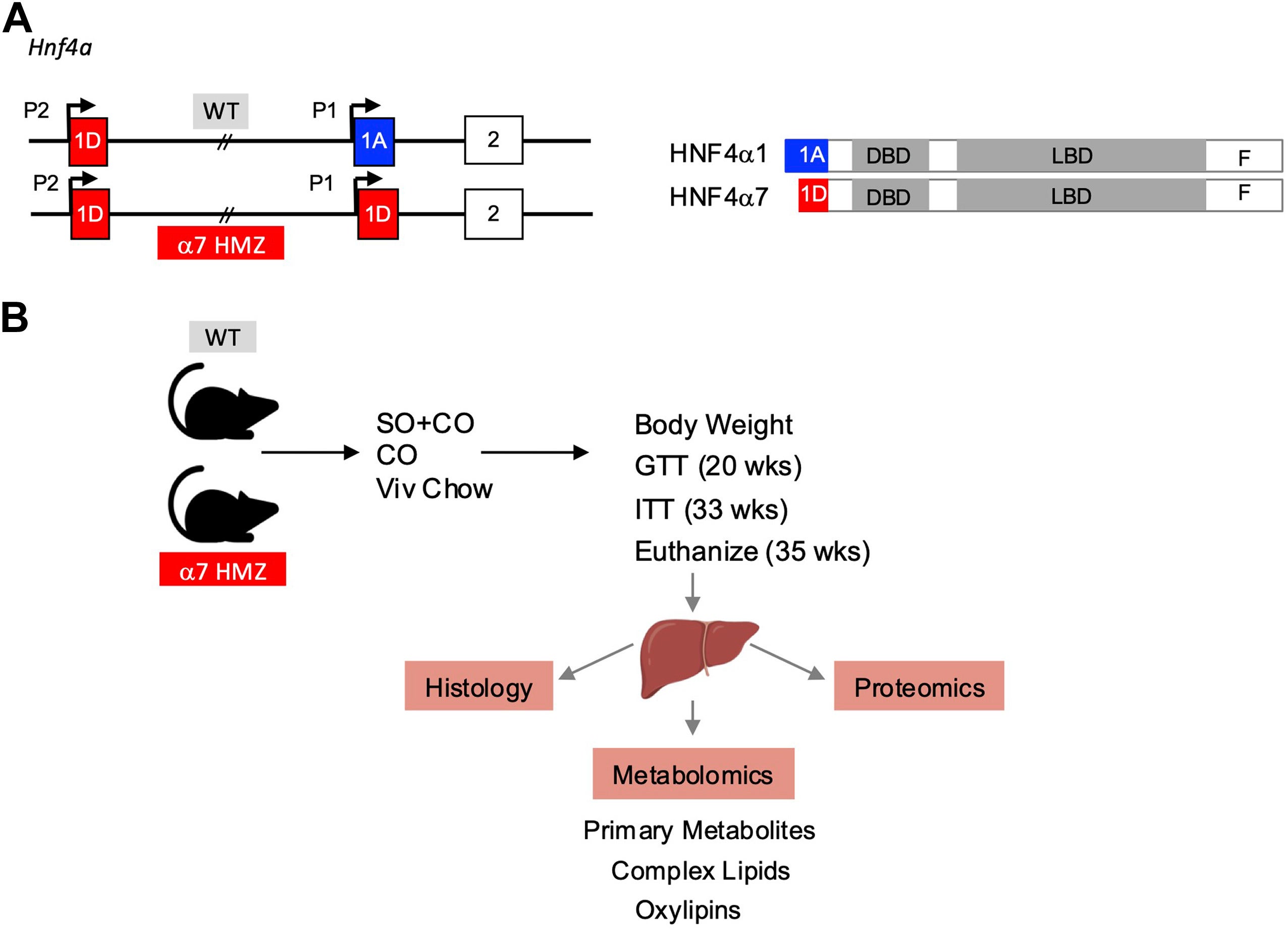 Structure of Hnf4a promoters and workflow of experiments performed.
