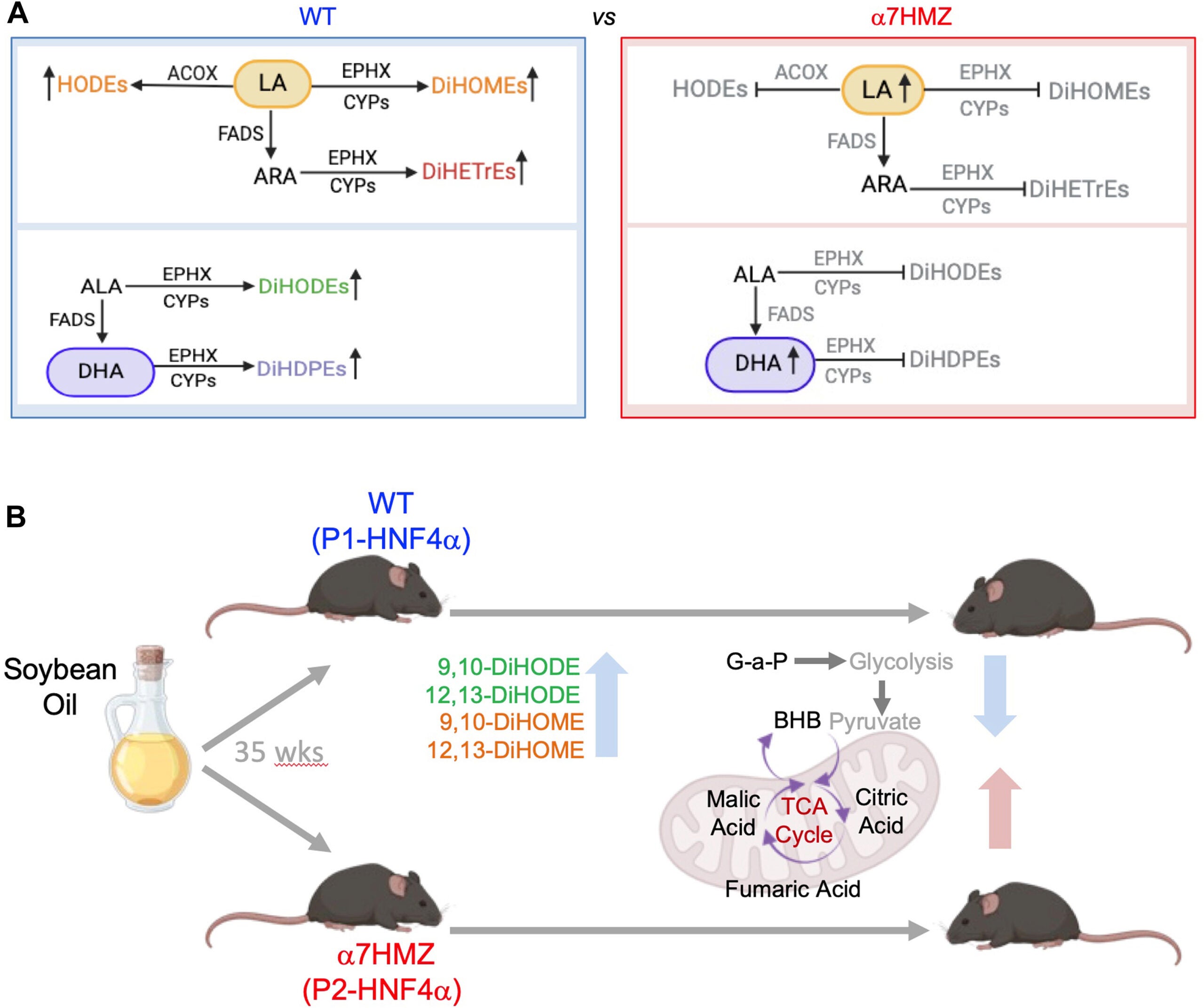Proposed model for the role of HNF4α isoforms in diet-induced obesity. 