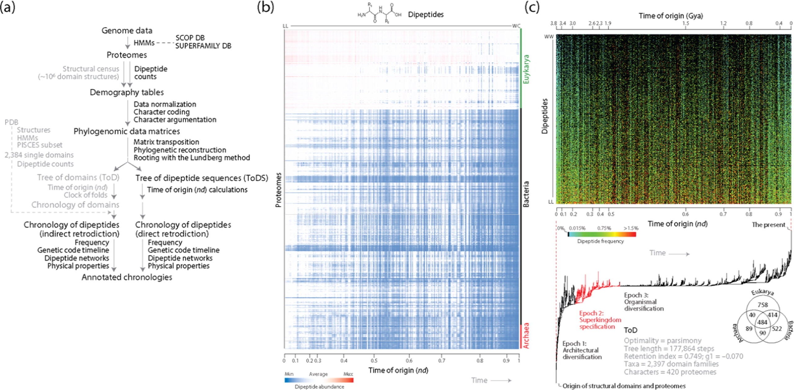 Phylogenomic data-driven analyses allow exploration of the evolution of dipeptide sequences in proteomes.