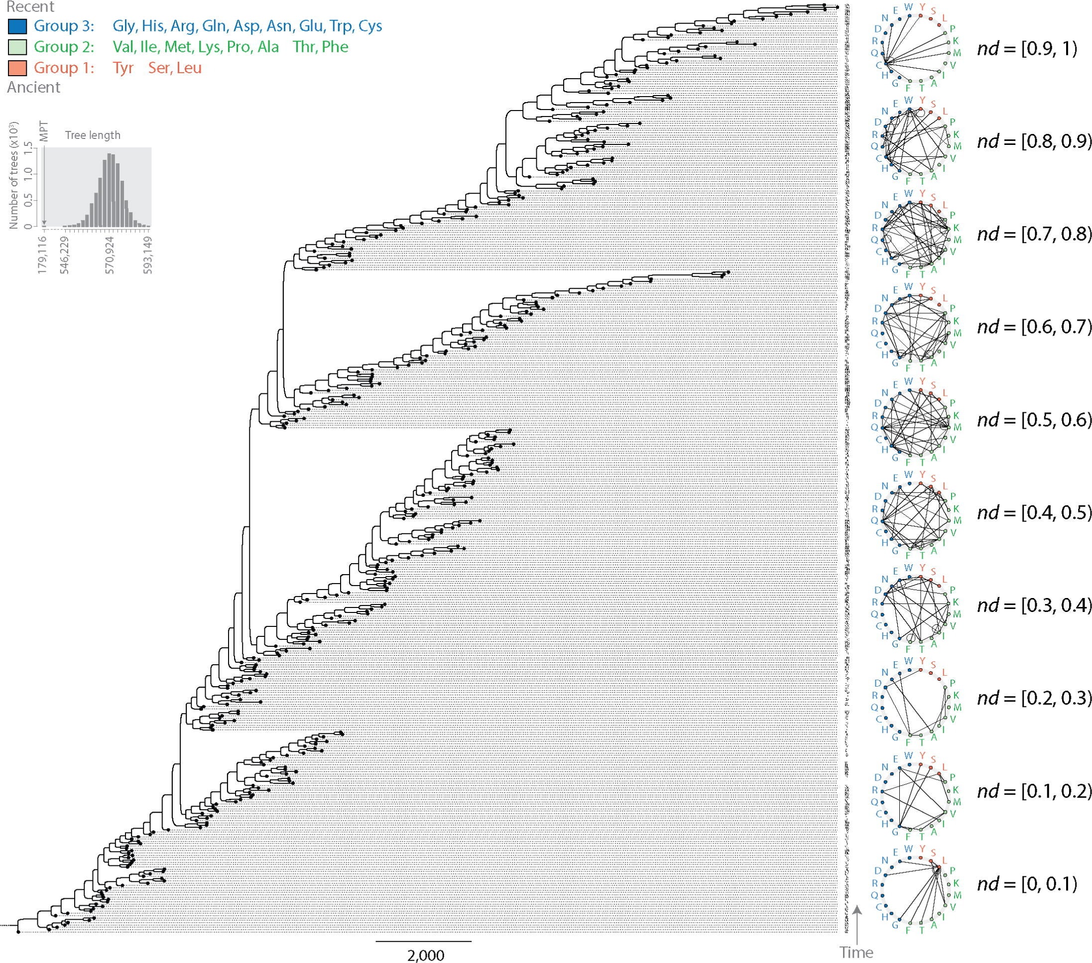 Rooted phylogenomic tree of dipeptide sequences (ToDS) describing the origin and evolution of 400 dipeptides in the proteomes of 1,561 organisms.