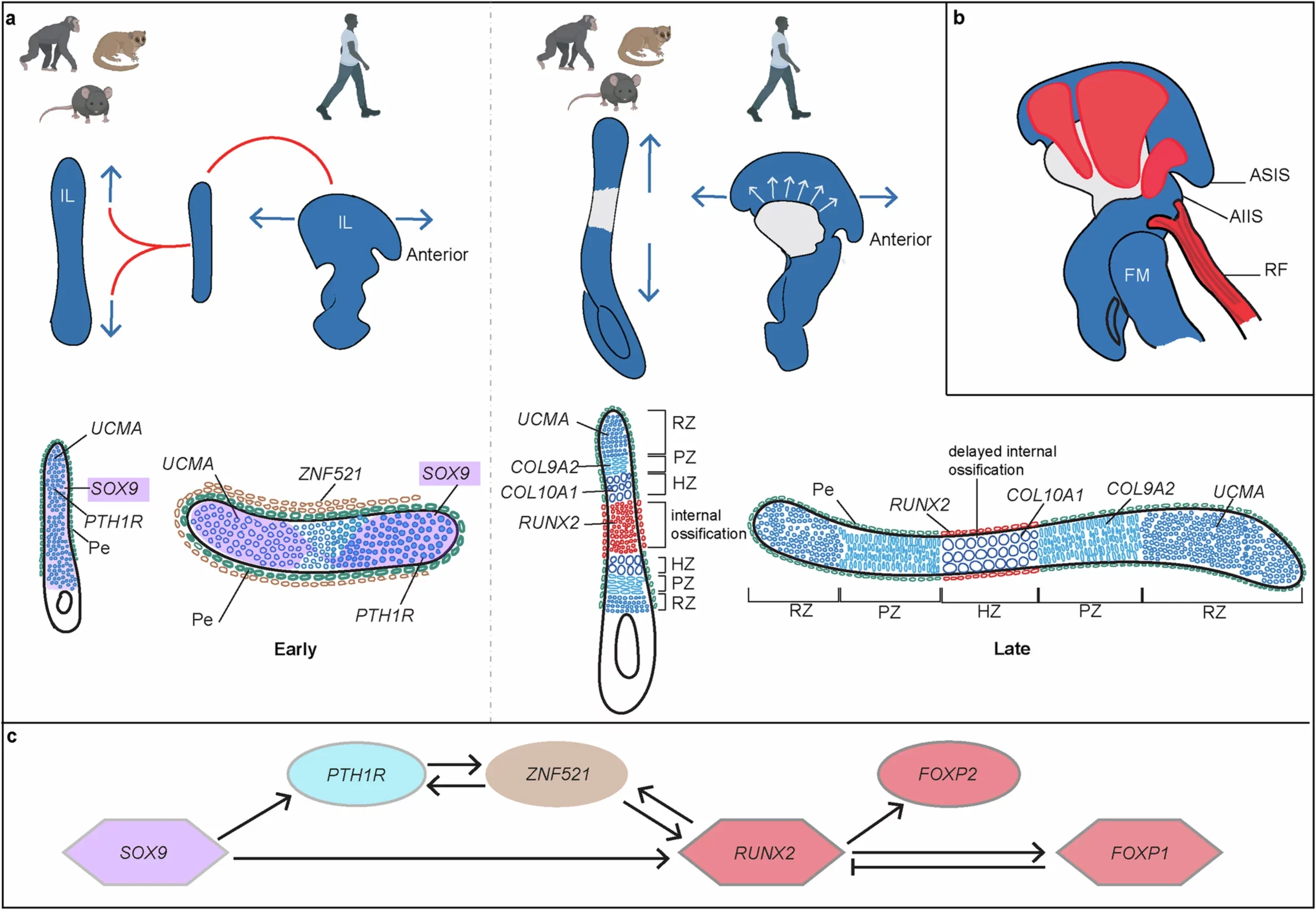 A putative gene regulatory network (GRN) underlying the dual structural novelties of the human ilium.