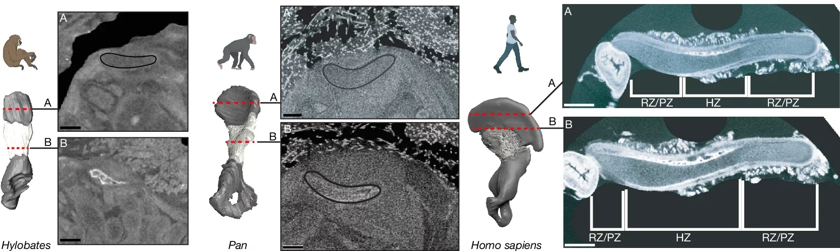 Comparative chondrogenesis of human, primate and mouse iliac growth plate. Hylobates sp. (n = 1), Pan sp. (n = 2) and human segmented pelvic girdles (cartilage in dark grey; bone in lighter, white colour) and corresponding μCT sections (two axial sections, indicated by locations of red lines on each model). 