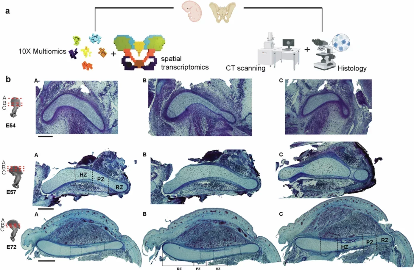 Experimental design and comparative growth plate morphology of human and primates.