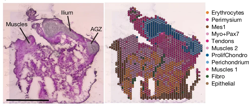 H&E staining of a transverse section across E59 human ilium (n = 2), highlighting the attached dorso-lateral muscles and the AGZ (left) with corresponding Visium spatial transcriptomics (right). Visium spatial transcriptomics analysis independently recognizes 11 cell clusters.