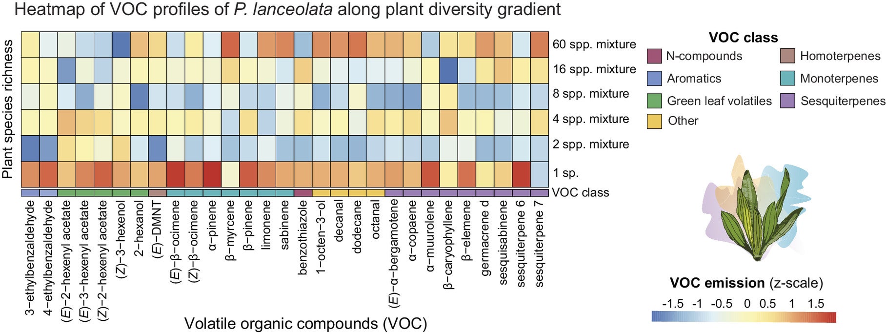VOC profiles of Plantago lanceolata across the plant diversity gradient.
