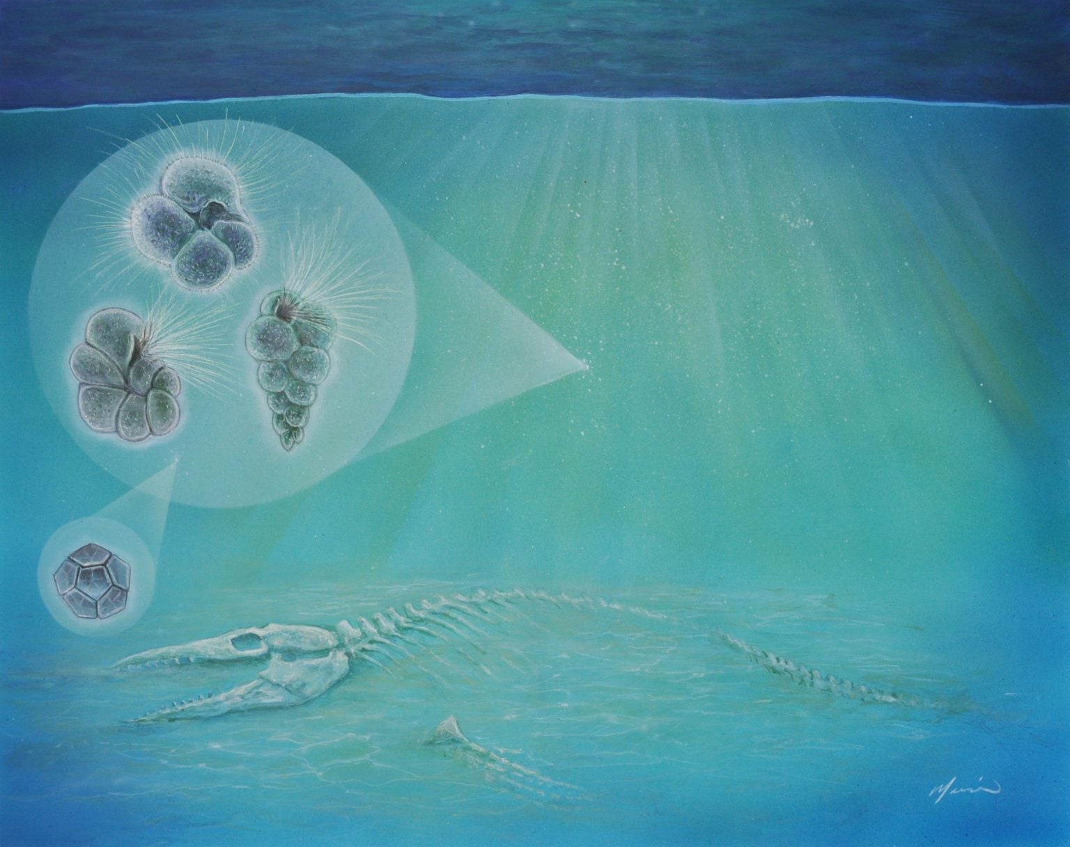 An artist’s depiction of life and death in the aftermath of the asteroid impact that ended the age of dinosaurs. The three hair-like forms on the left represent plankton species discovered within the impact crater. The geometric shape at the lower left depicts a type of algae, while the bones belong to an extinct marine reptile.