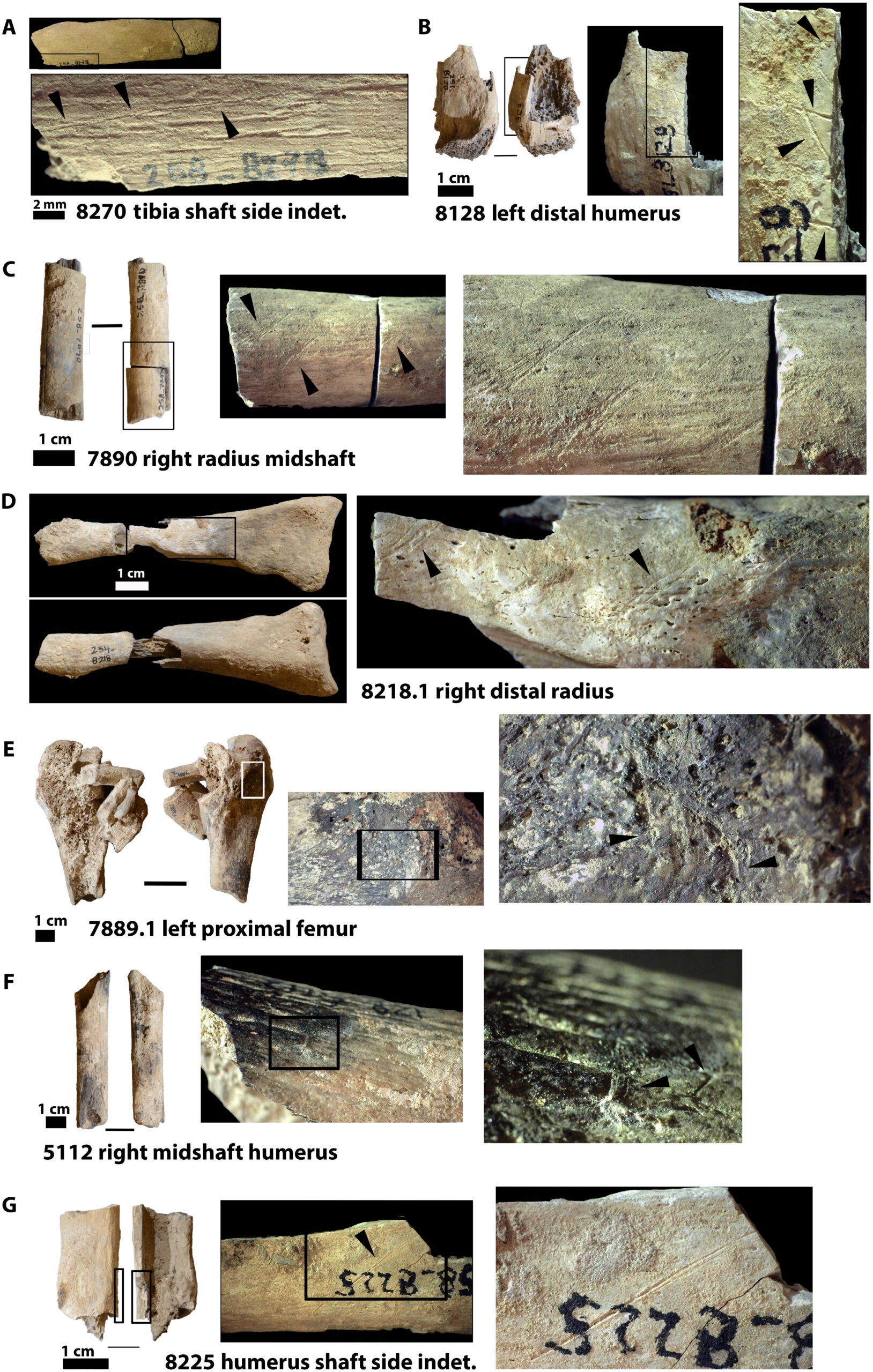 Bone surface modifications made with stone tools. (A), (B), (C), (D), and (G) are cut marks. (E) is a percussion mark. (F) is an indeterminate mark made with a sharp object.