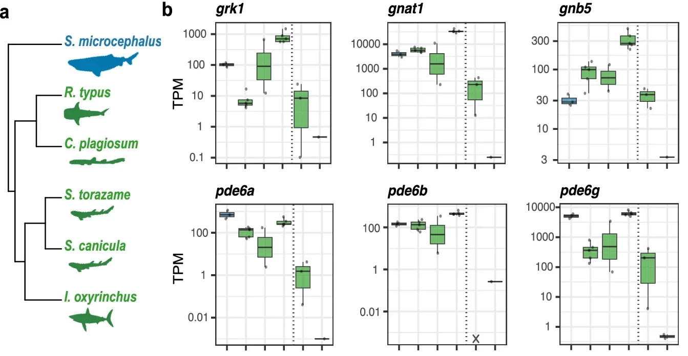 Transcriptomic basis of vision in the Greenland shark.