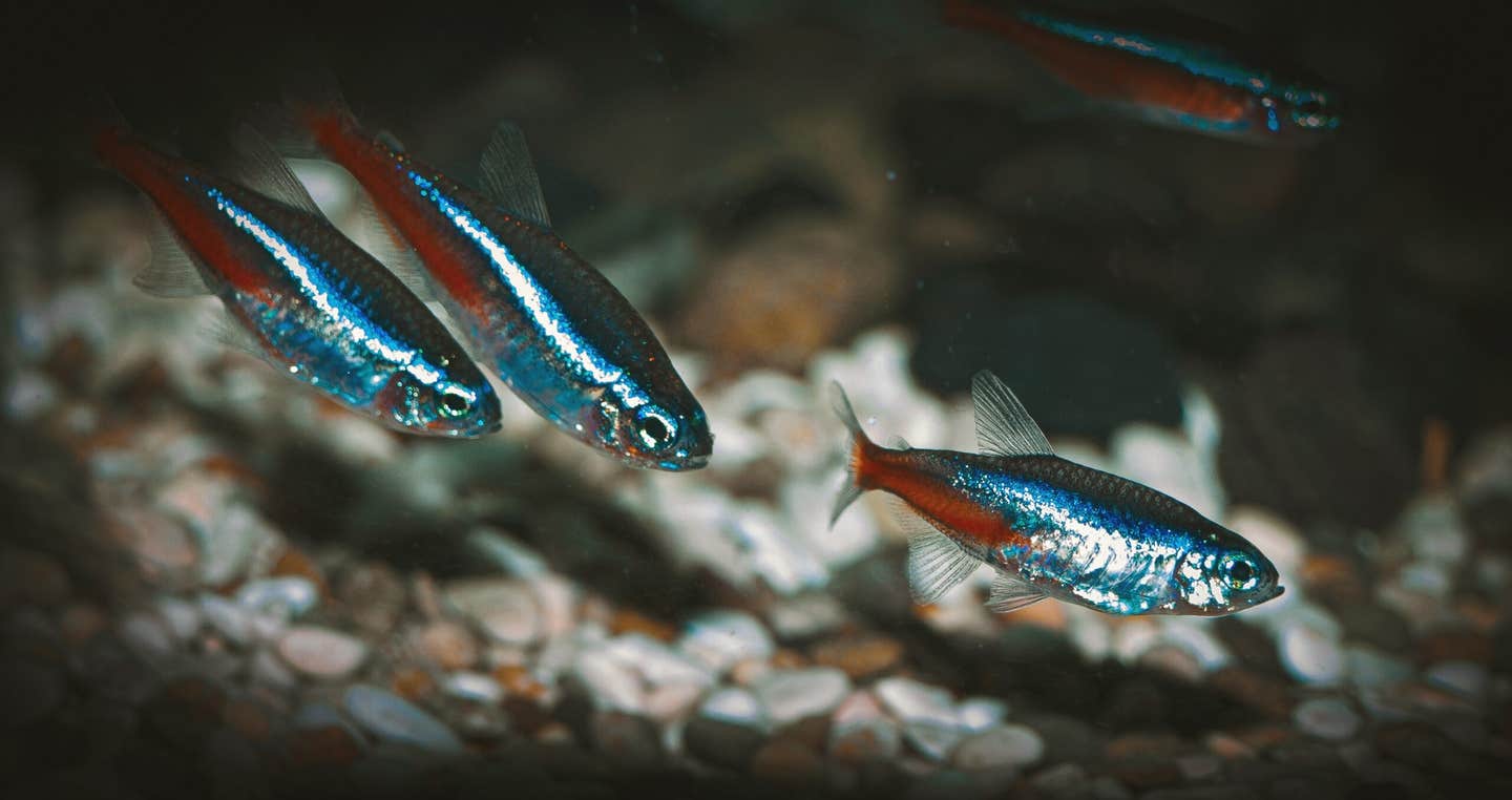 Research using zebrafish shows how environmental changes can improve social behavior in autism spectrum disorders.