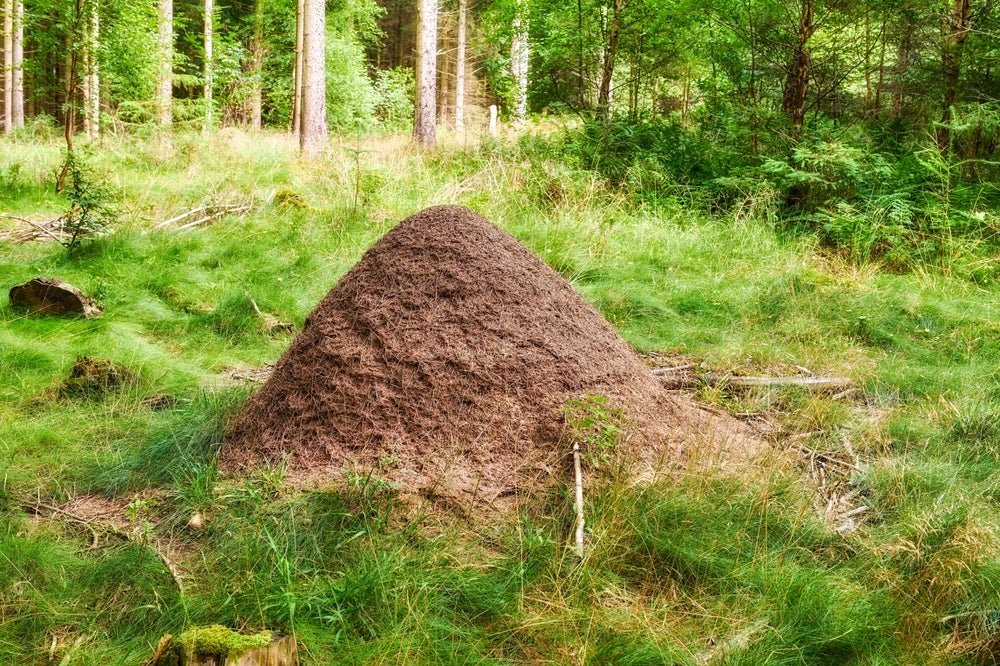 How ants gave up armor to build some of the largest societies on Earth - The Brighter Side of News