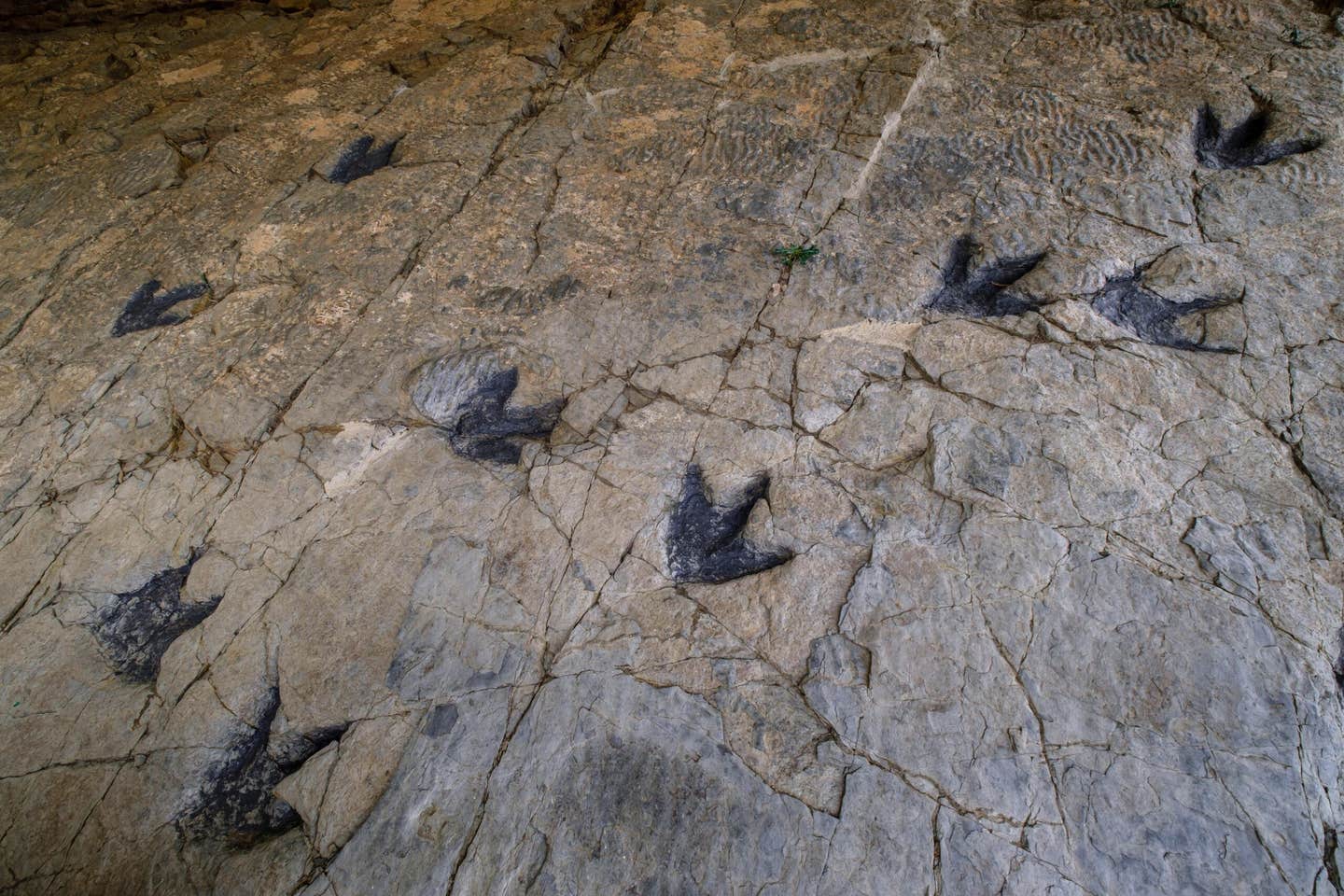 Dinosaur footprints outnumber bones, but they are hard to interpret. A new AI study reveals how machine learning can help identify who made them.