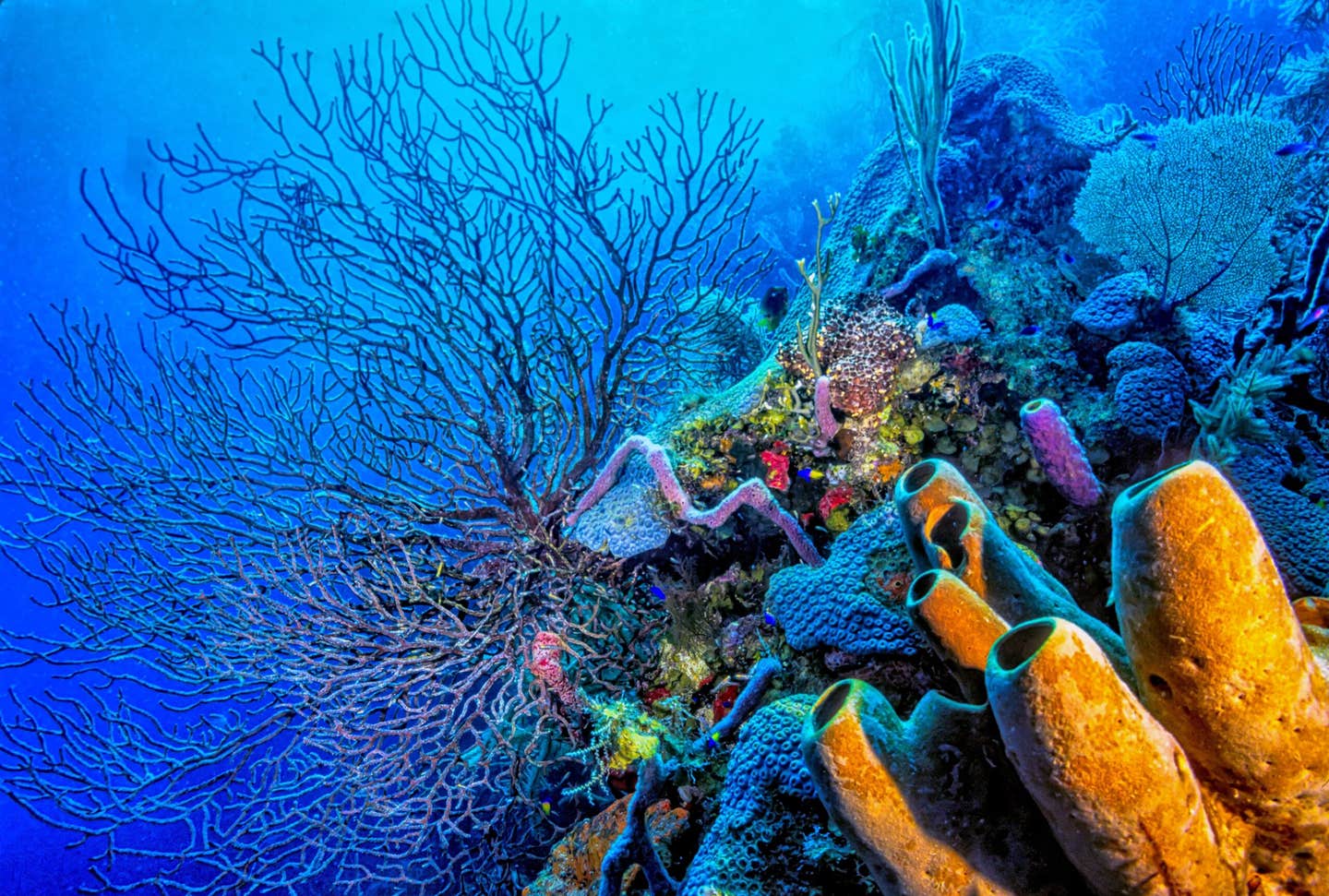 New research shows coral reefs helped regulate Earth’s climate recovery for more than 250 million years.