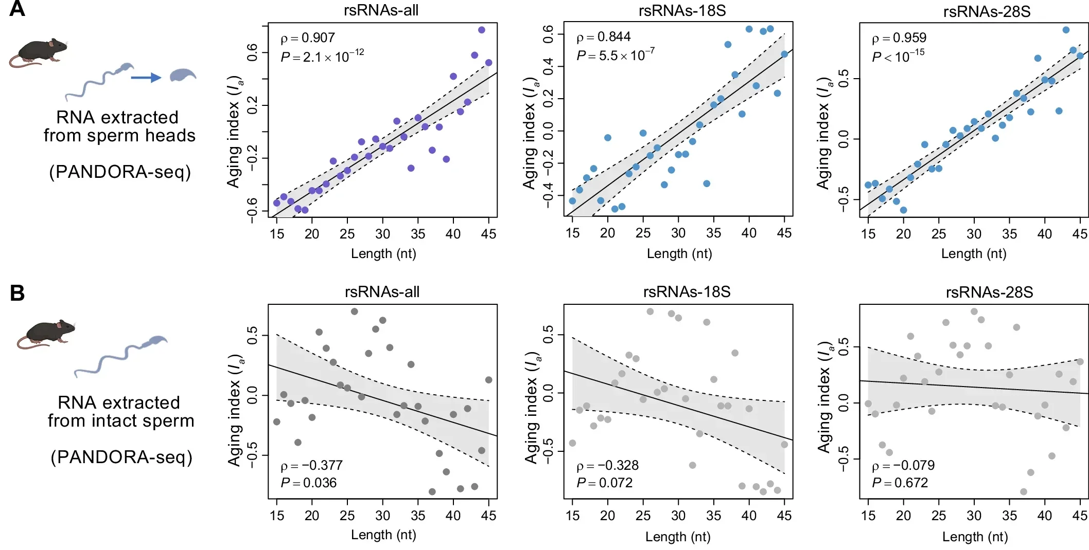 Discovery of age-related length shift of rsRNAs in mouse sperm heads.
