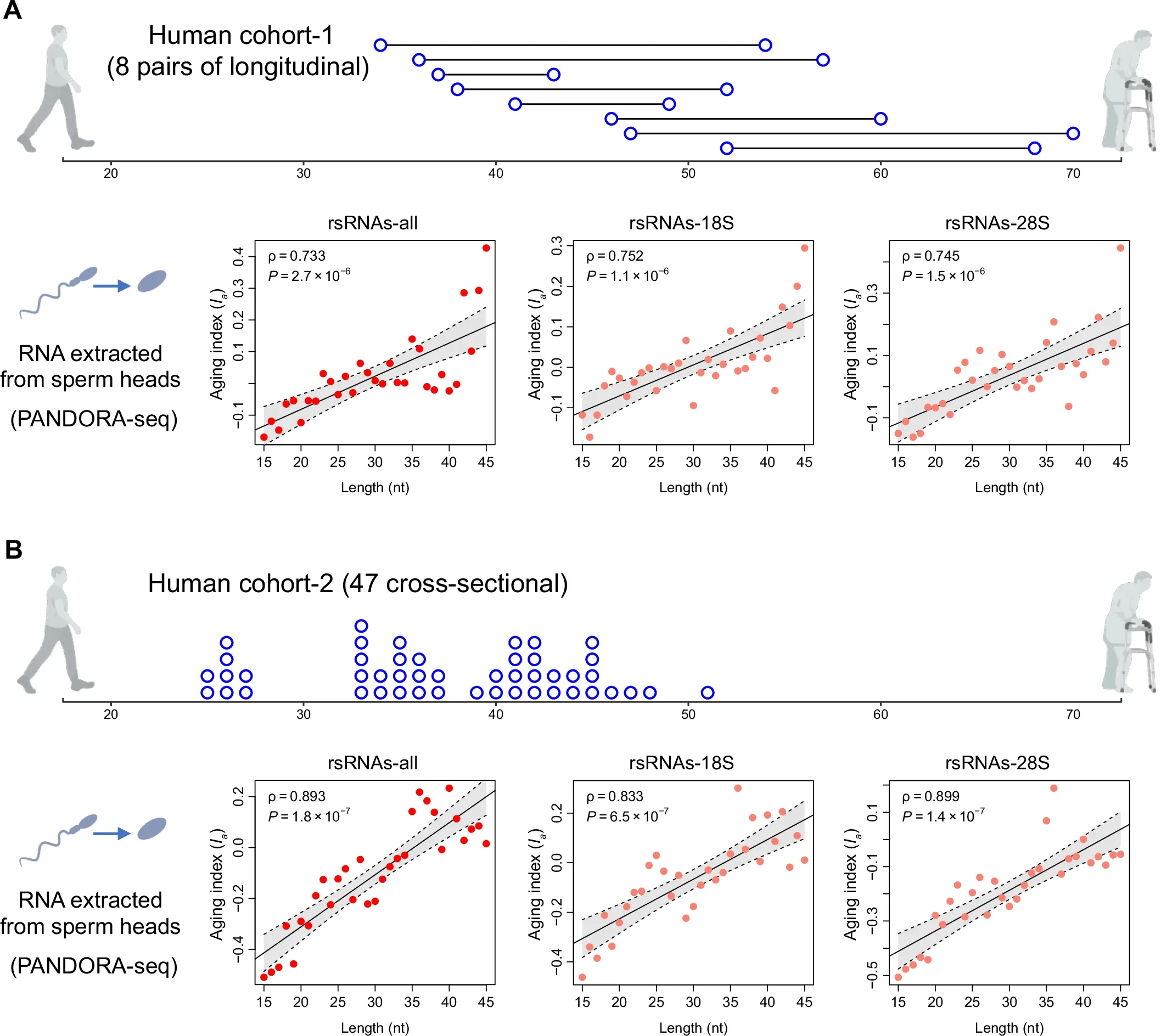 Conserved age-related length shift of rsRNAs in human sperm cohorts.