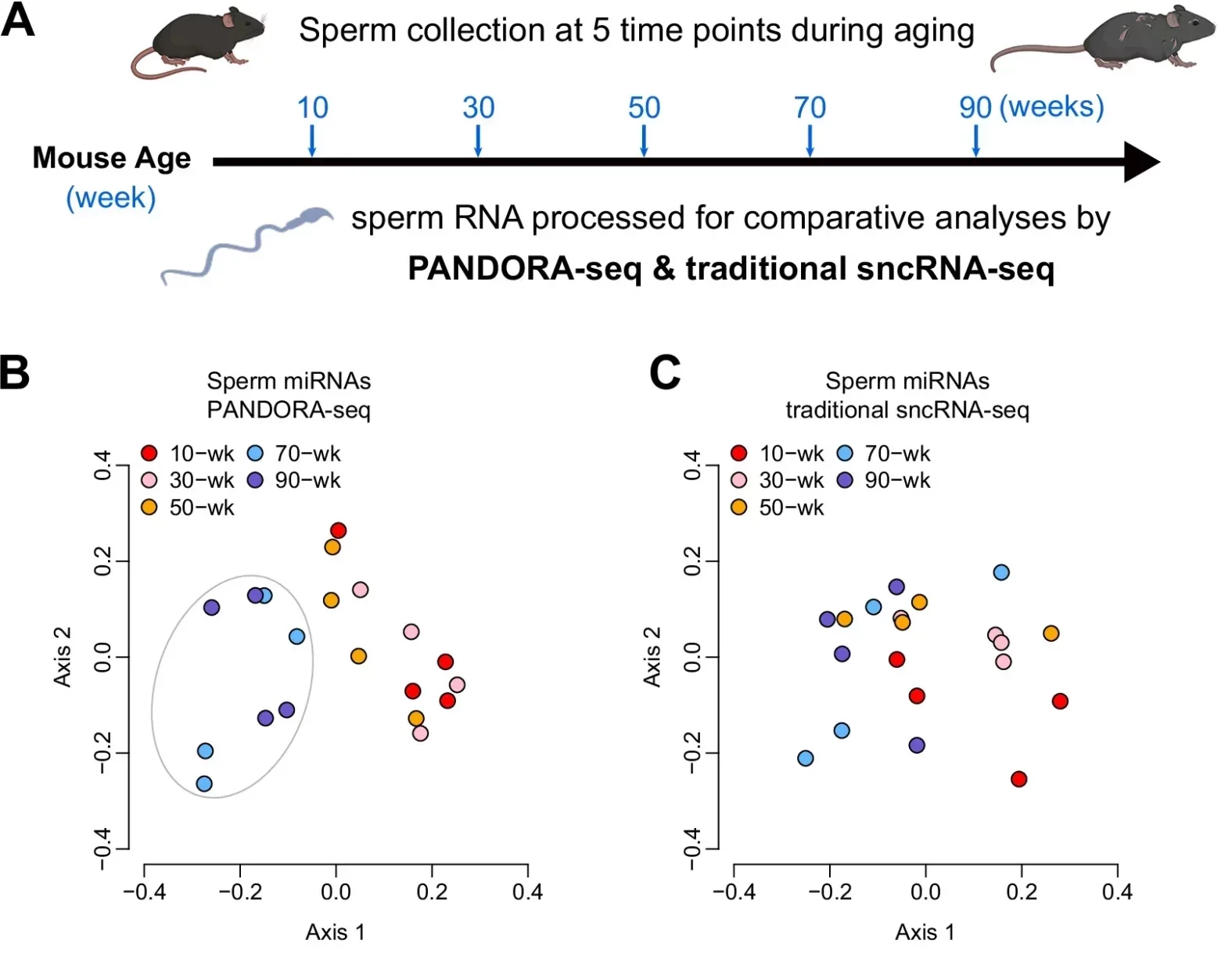 miRNA profiles detected by PANDORA-seq show an aging cliff in intact sperm