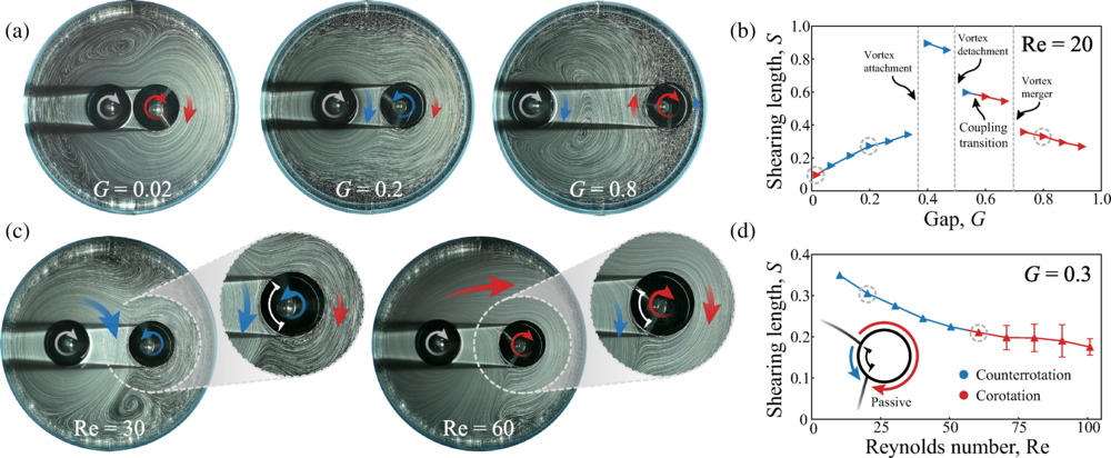 Flow-induced coupling transitions and shear competition. Spin reversals of the passive rotor induced by the increasing gap at Re=20.