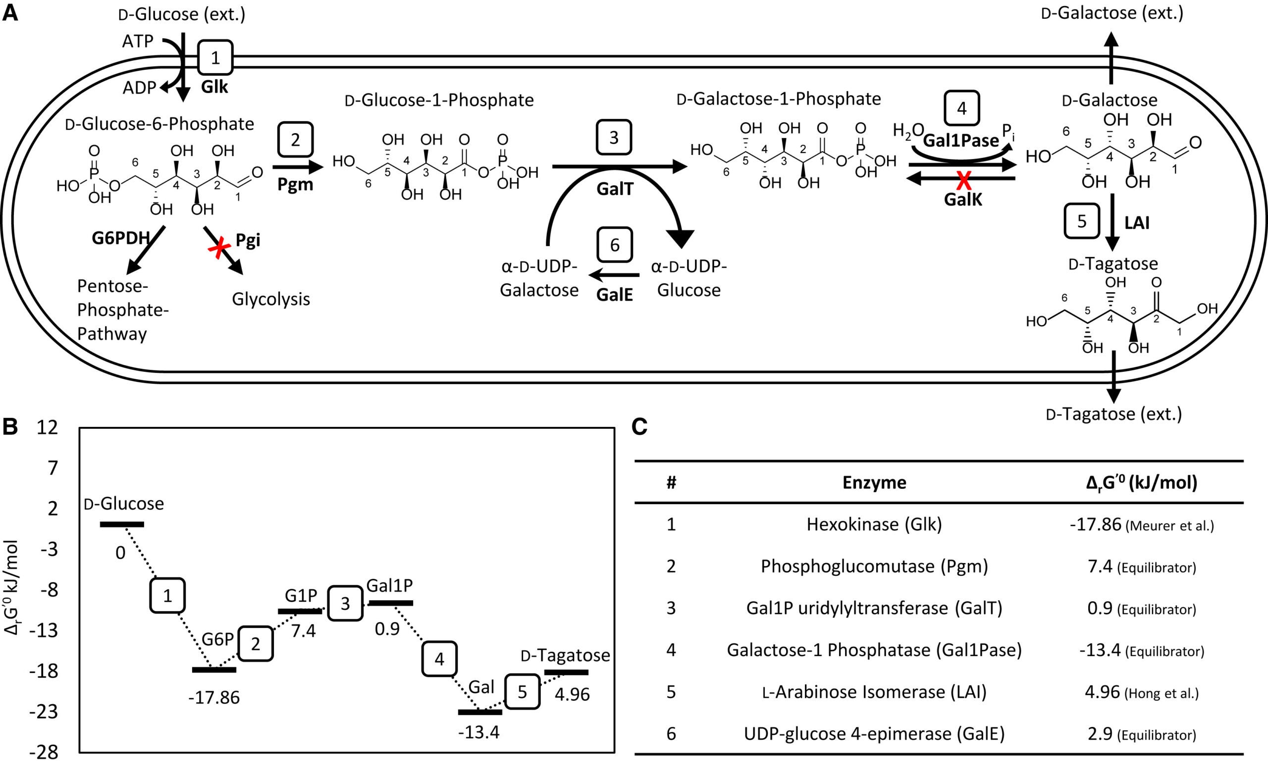 Proposed biosynthetic route from glucose to tagatose by reversing the Leloir pathway