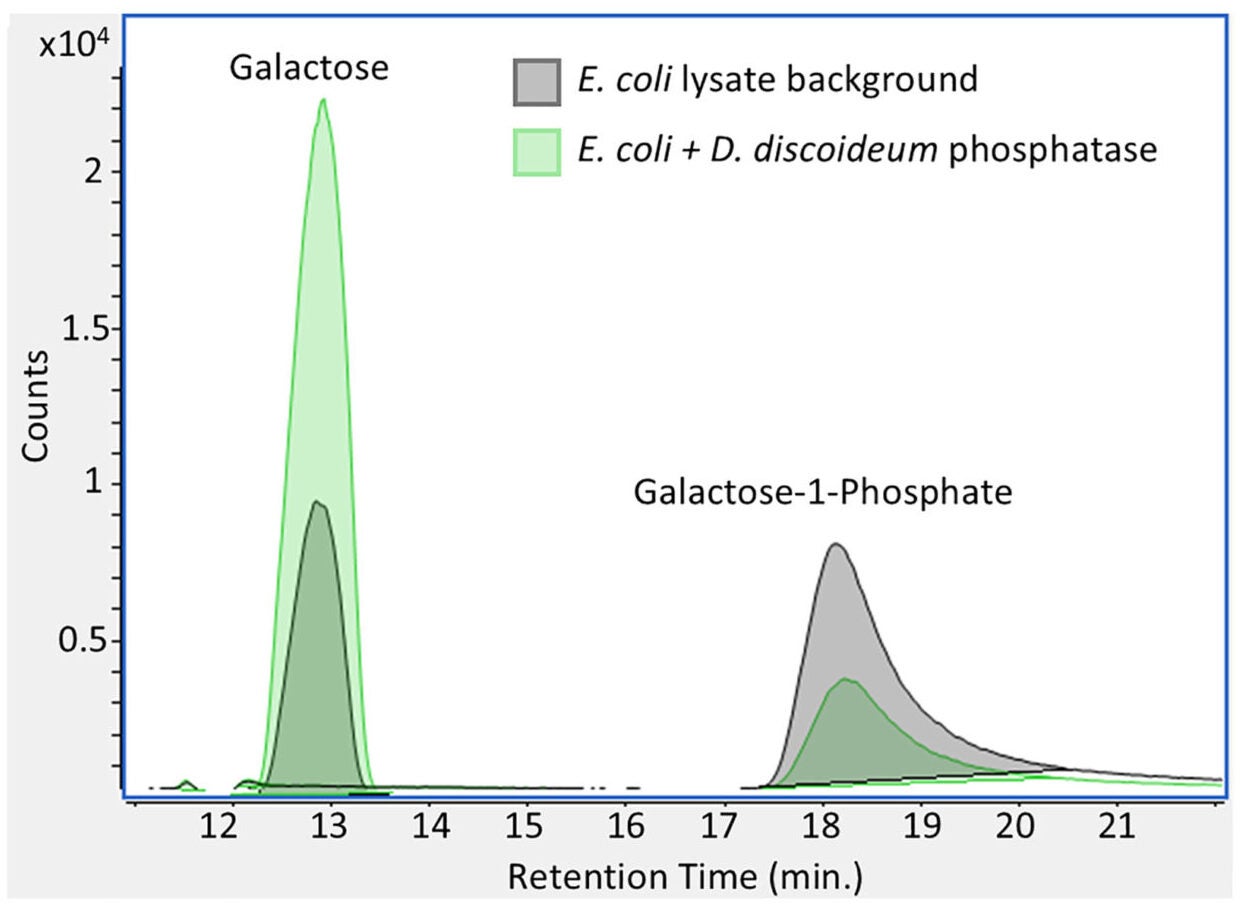 LC-MS chromatogram showing Gal1Pase activity—depletion of Gal1P and evolution of galactose—by the enzyme derived from D. discoideum.