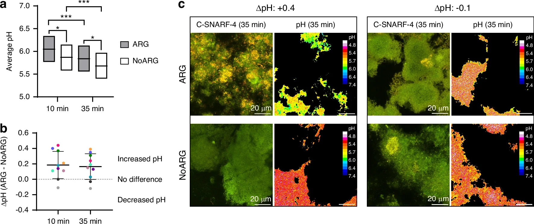 Effect of arginine treatment on biofilm pH.