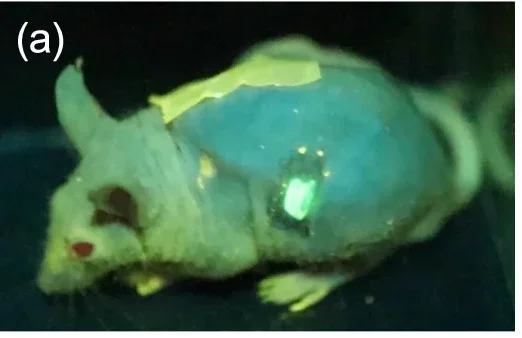 A snapshot of live imaging of tissue-engineered skin grafted mouse. The transplantation mouse freely moving after the administration of TNF-α.