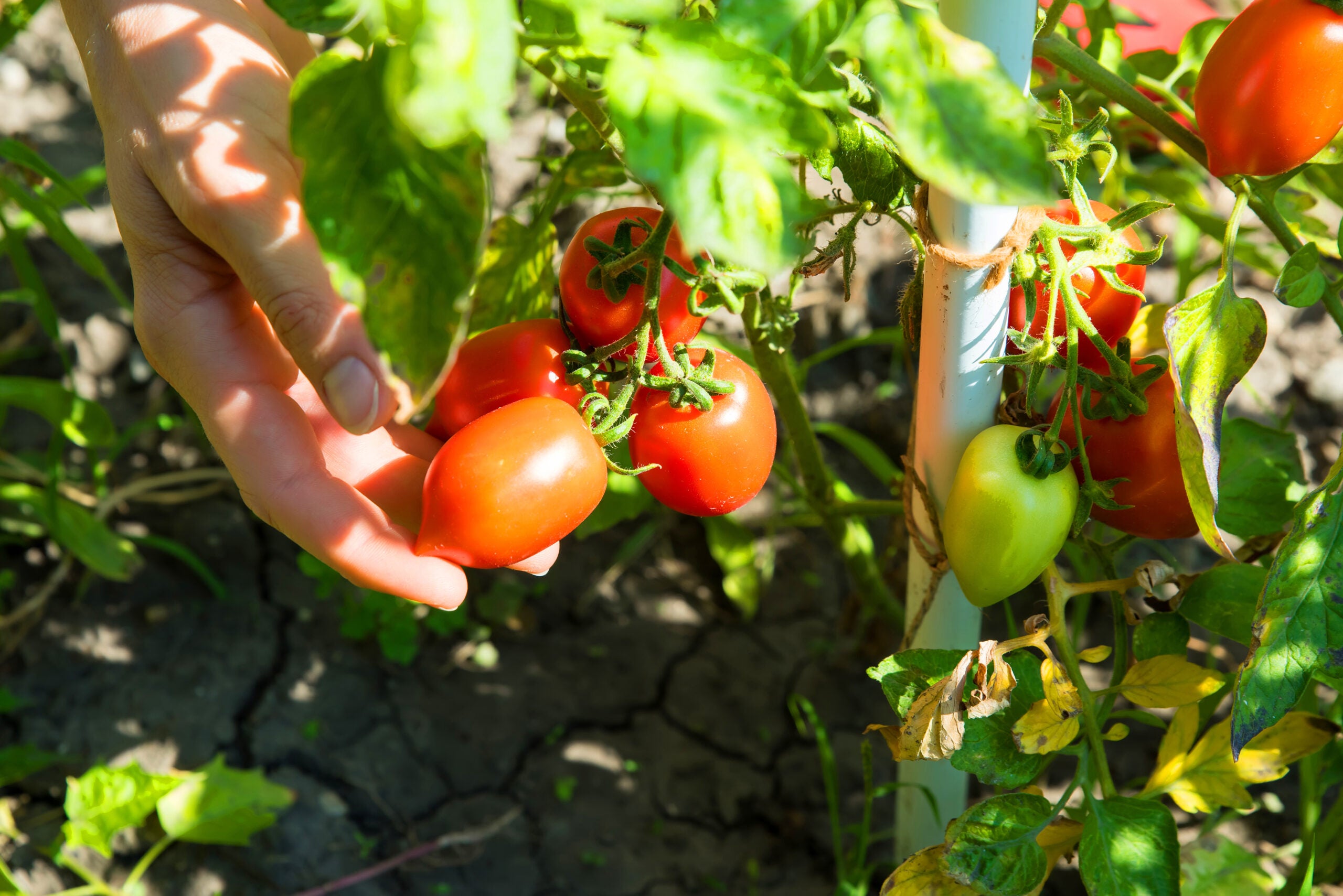 Smarter tomato-picking robots learn to judge each fruit before