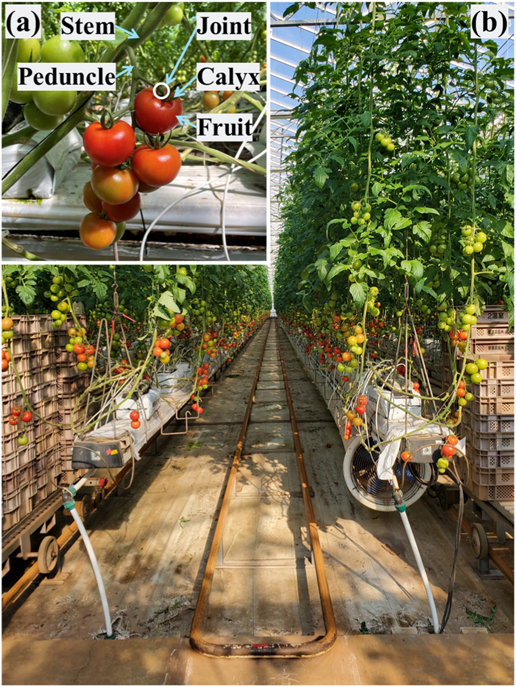 Smarter tomato-picking robots learn to judge each fruit before