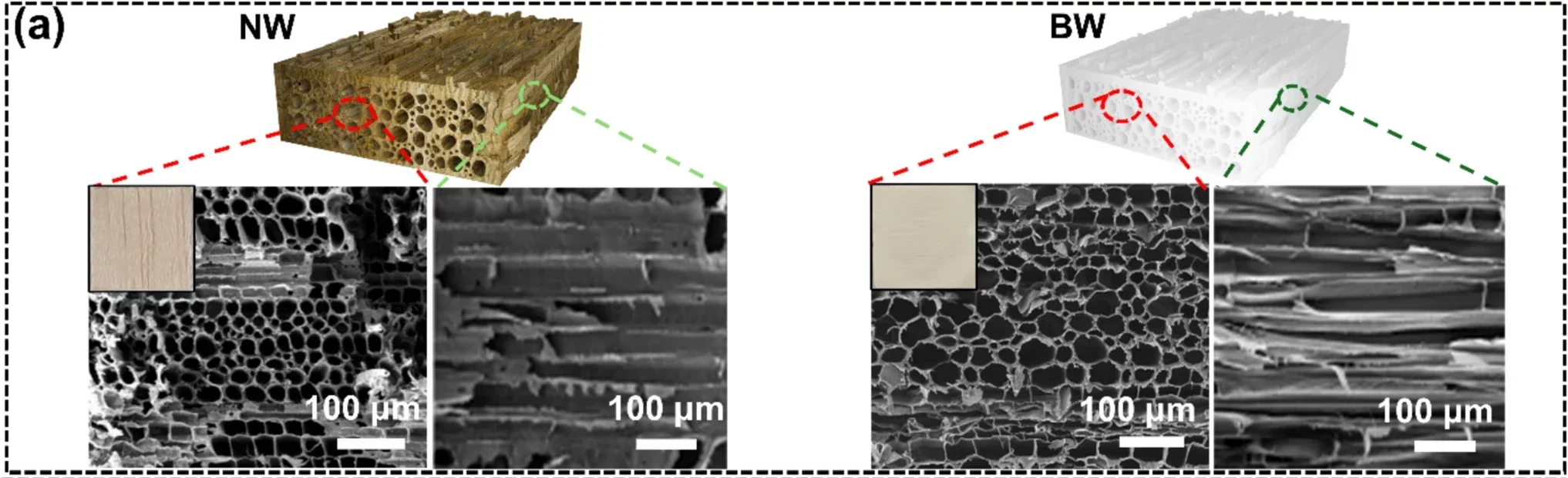 SEM images of the transverse and longitudinal sections of balsa NW and balsa BW (Inset: images of balsa NW and BW, respectively).