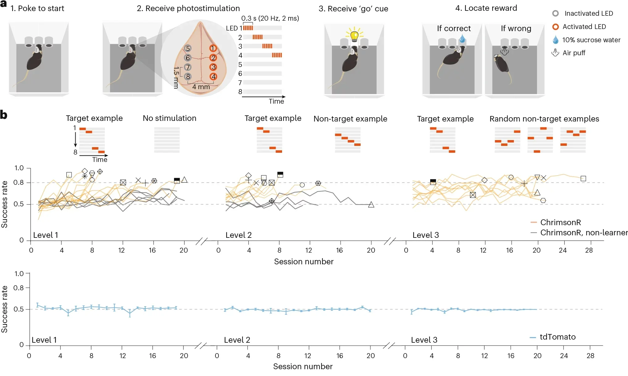 Sequential cortical activation drives operant learning based on cue discrimination.