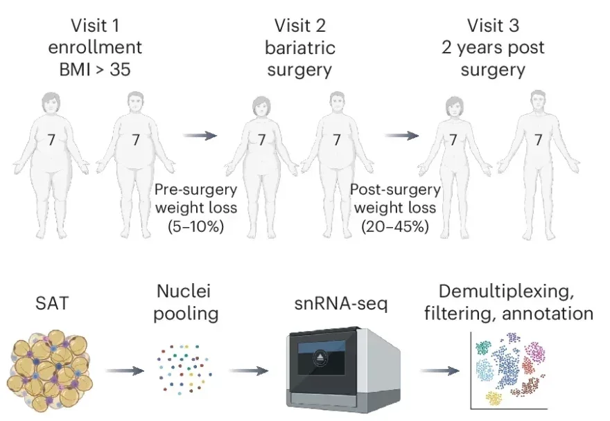 Single-nucleus map of AT remodelling with weight loss.