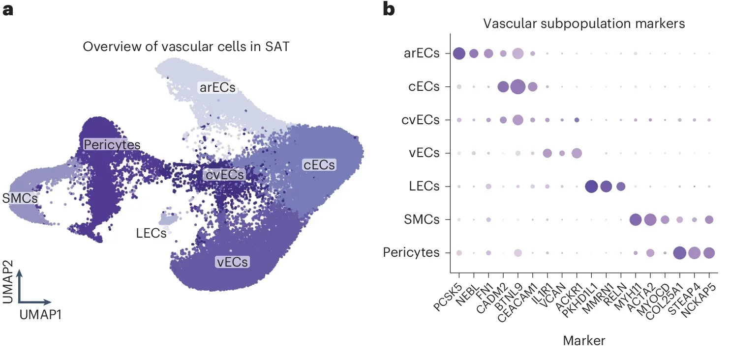 Enrichment of vascular cells in AT after bariatric surgery.