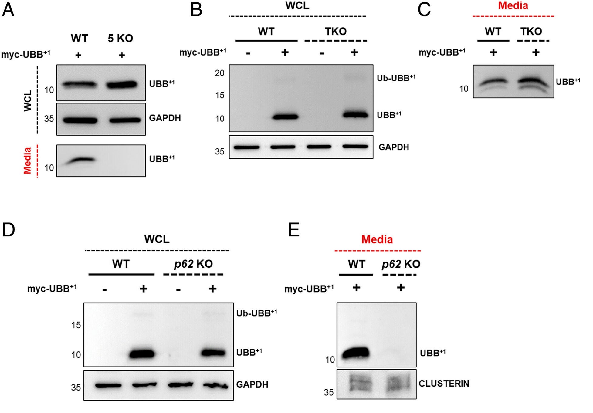 SQSTM1/p62 KO hinders the efficient clearance of UBB+1. (A–E) WT, TAX1BP1/OPTN/NDP52/NBR1/p62 penta KO (5KO), OPTN/NDP52/TAX1BP1 TKO, and p62 KO HeLa cells were transiently transfected with or without MYC-UBB+1.