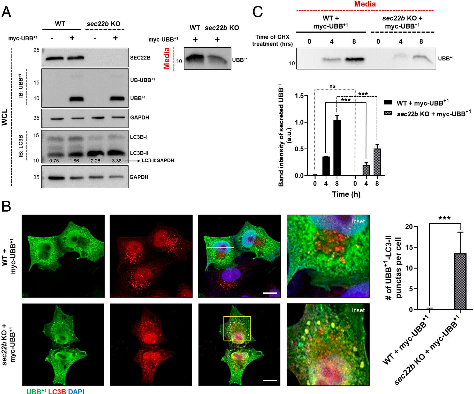 Q- and R-SNAREs involved in UBB+1 secretion. (A) WT and sec22b KO HeLa cells were transiently transfected with a MYC-UBB+1 expressing plasmid or treated with transfection reagent alone (mock control).