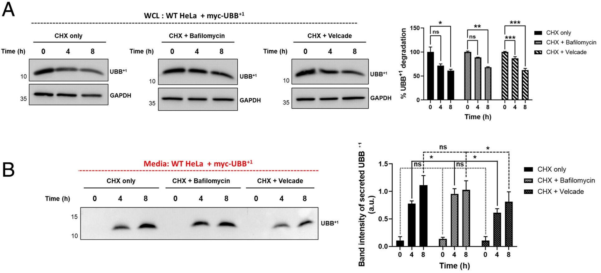 Turnover and secretion dynamics of UBB+1 under CHX treatment. (A and B) WT HeLa cells expressing MYC-UBB+1 were treated with 100 μg/mL CHX alone or in combination with Bafilomycin A1 (100 nM) or Velcade (100 nM) for the indicated time points (0, 4, and 8 h).