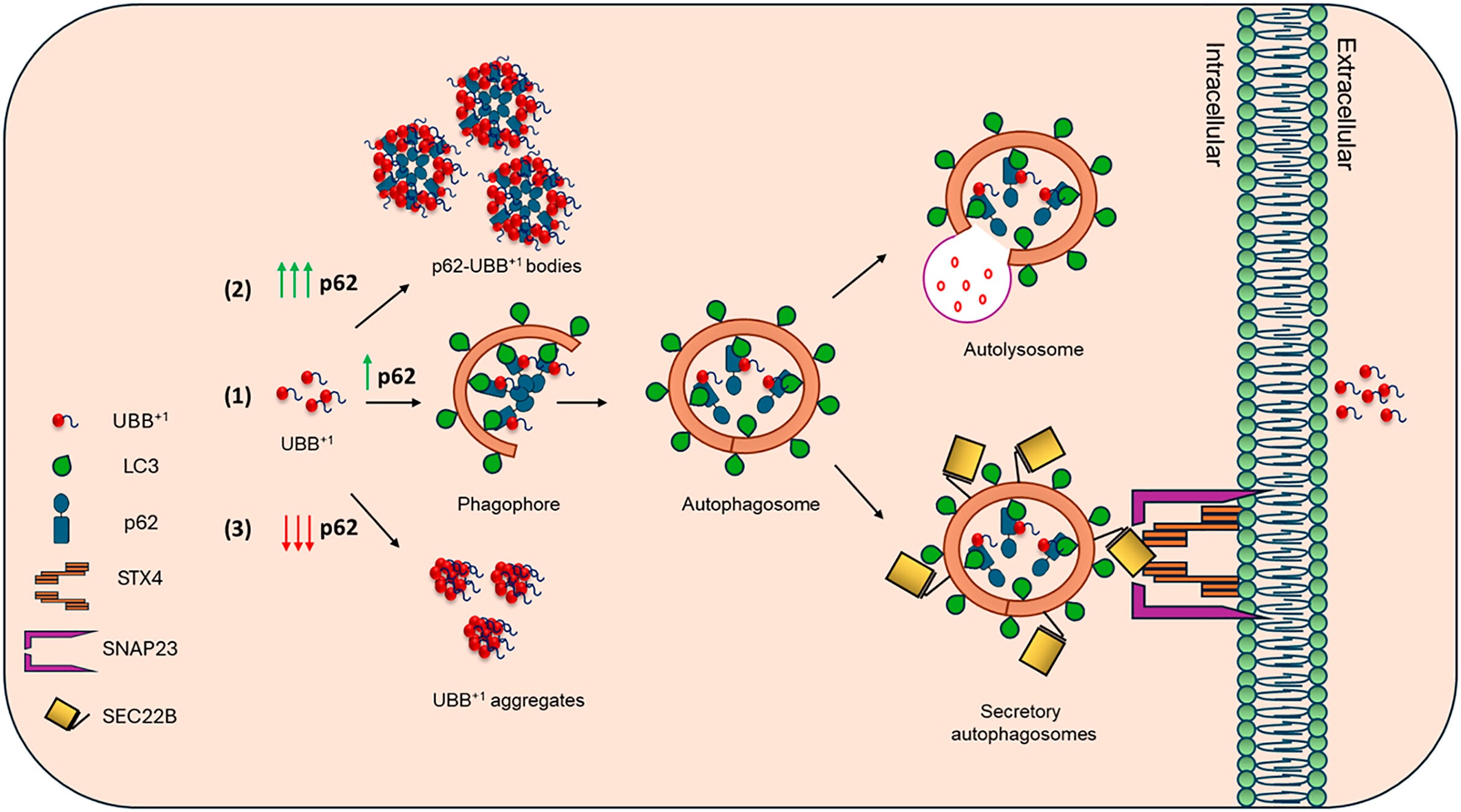 SQSTM1/p62 and the cellular fates of UBB+1. SQSTM1/p62 critically affects both the intra- and extracellular fates of UBB+1.
