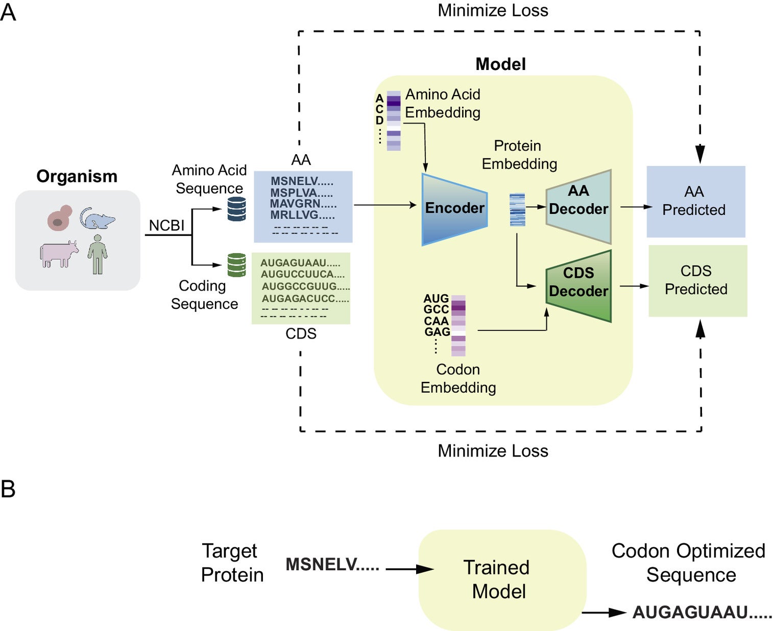 Schematic representation of the workflow and the Pichia–Codon Language Model (Pichia-CLM). (A) Workflow during training of the codon language model. (B) Application of the codon language model for prediction.