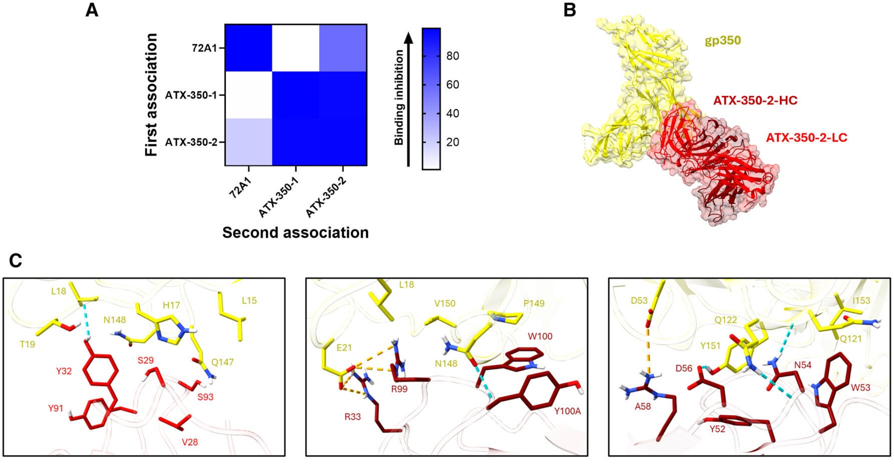 ATX-350 mAbs share partially overlapping epitopes on the CD21-binding site of gp350